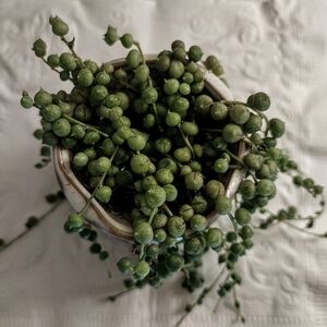 Lush Green Faux String of Pearls Plant